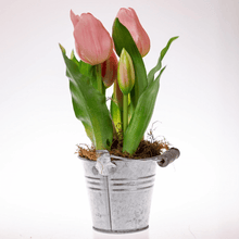 Kép betöltése a galériamegjelenítőbe: Élethű cserepes tulipán
