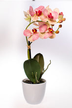 Kép betöltése a galériamegjelenítőbe: Extra prémium minőségű phalaneopsis orchidea
