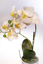 Kép betöltése a galériamegjelenítőbe: Extra prémium minőségű phalaneopsis orchidea
