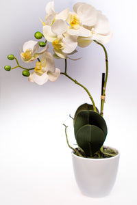 Extra prémium minőségű phalaneopsis orchidea